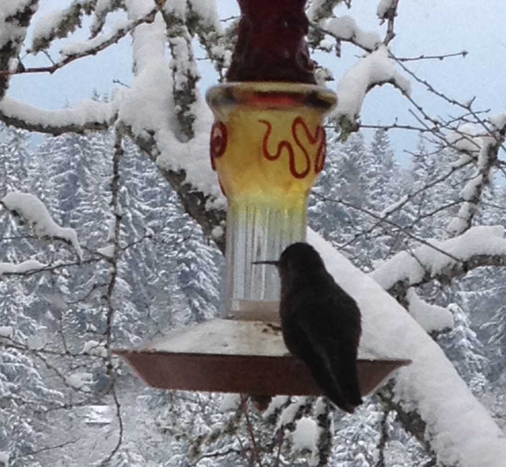 Hummingbird in Snow