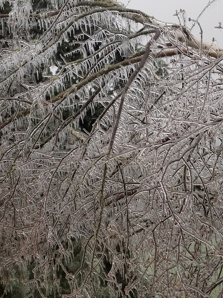 Ice Storm Tree